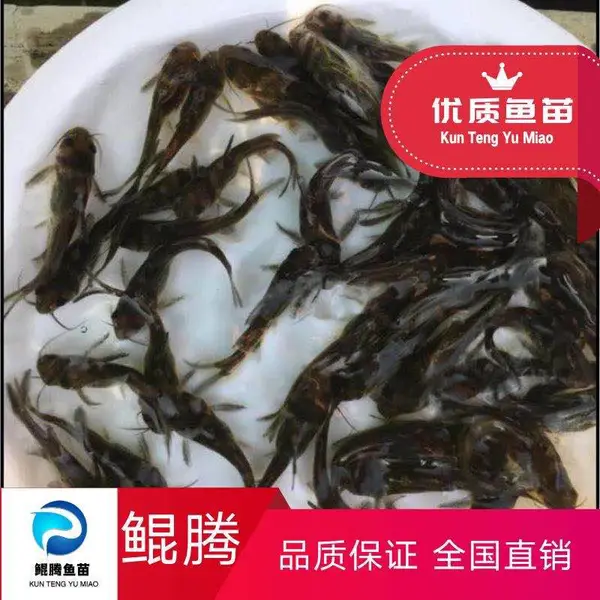 鲲腾特种鱼苗养殖基地优选优育种苗***出售鱼苗黄骨鱼苗 优选高产杂交黄骨鱼苗