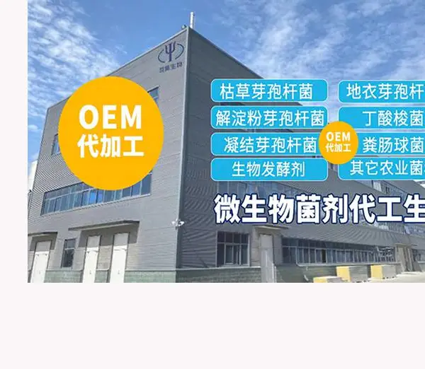 菌剂工厂 益昊生物 供应巨大芽孢杆菌 肥水解磷 小棚养虾用