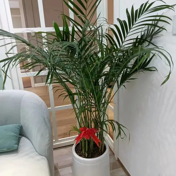 ����������ֲ���� ���� ���� �һ��԰��