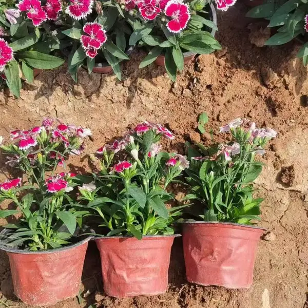基地直供美国石竹营养钵苗,花团密集花色丰富 花境边坡造景苗木 禾林