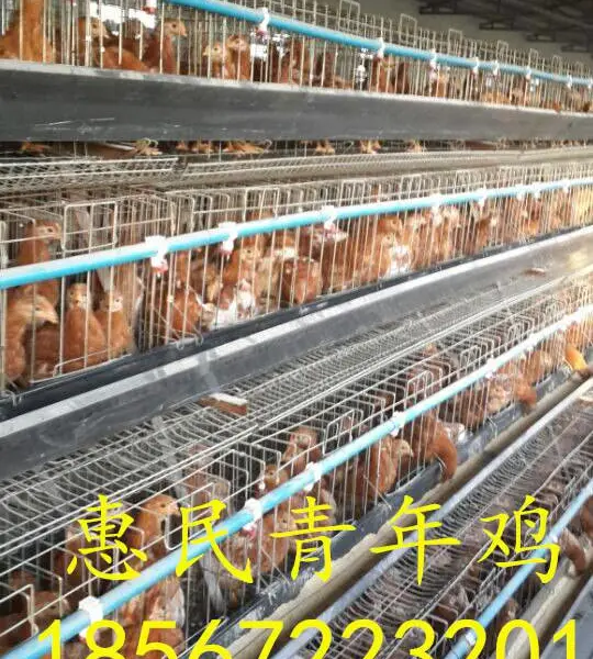 青年鸡温度的管理海兰褐青年鸡温度管理鸡舍温度管理