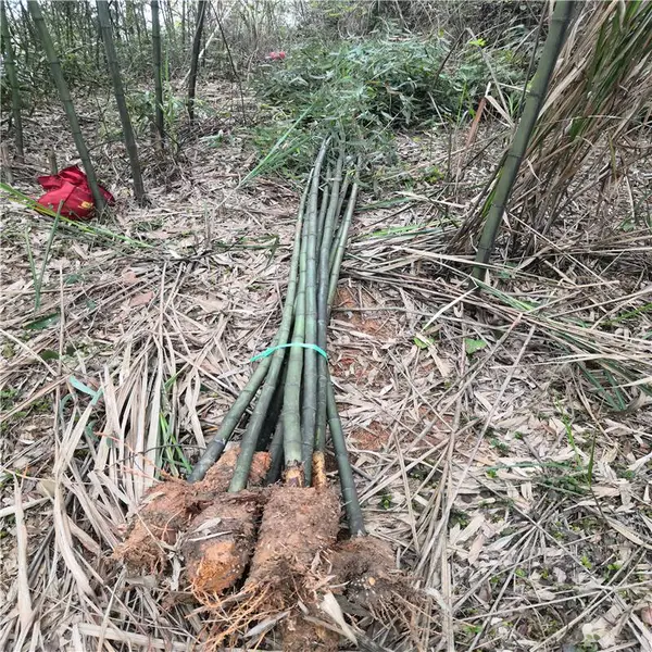 重庆铜梁杜鹃苗基地名企推荐