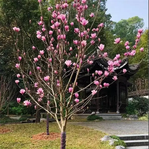 基地出售二乔玉兰 公园庭院绿地观赏绿植 生态景观建设绿化树种 规格齐全