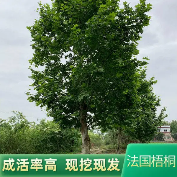 行道绿化法国梧桐树 景观庭院观赏梧桐树苗 湿地绿化法国梧桐