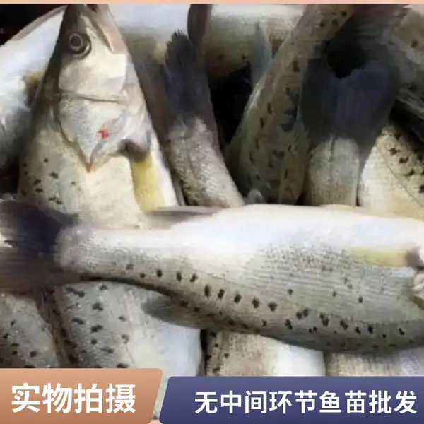 支持多处看塘再拉苗 山东滨州本地鲈鱼苗鲟鱼鱼苗养殖场