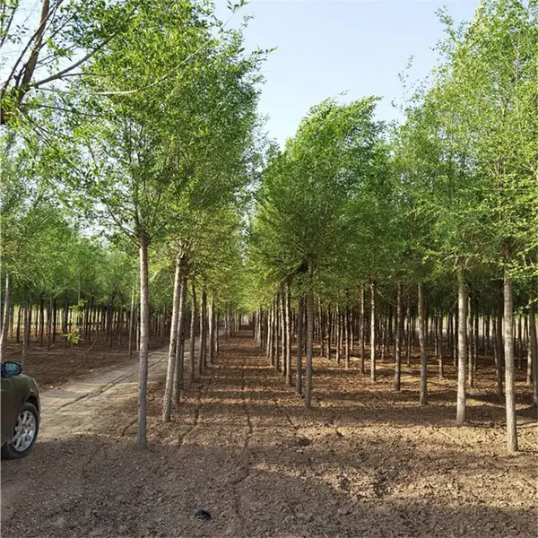 西藏榆树小苗-苗木种植-7公分榆树-信誉良好