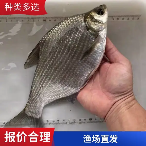 ���� ����������� �ۺ���ָ�� ��ˮ����ֳ ��ҵ�������� ��ˮ��
