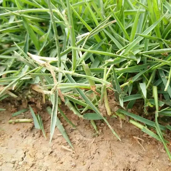 马尼拉草皮 湖北荆州铁路护坡绿化用的绿化草坪出售价格 草皮基地