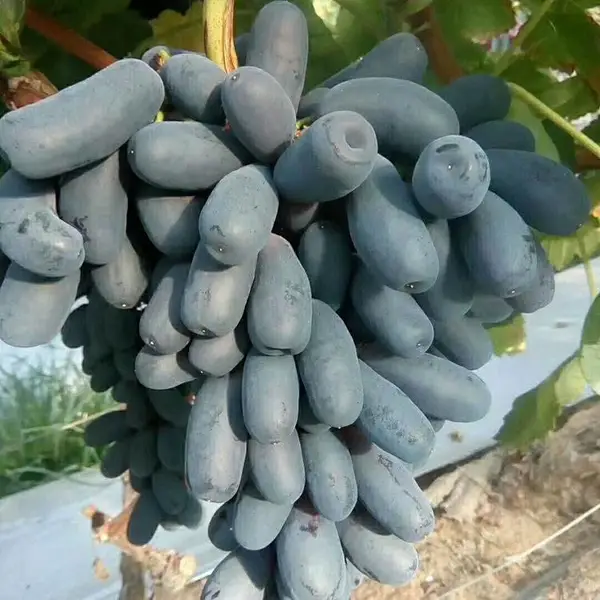 甜蜜蓝宝石葡萄苗介绍 甜蜜蓝宝石葡萄苗优点 甜蜜蓝宝石葡萄苗供应批发