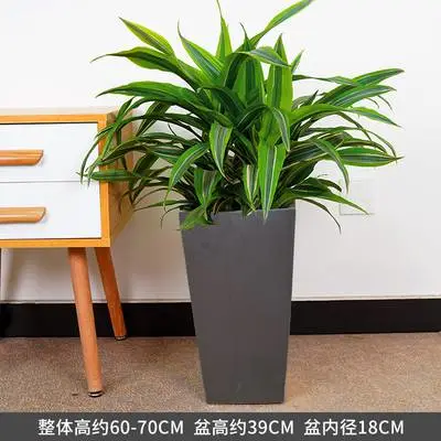 巴西美人武汉植物盆栽 绿植花卉 绿丛园林