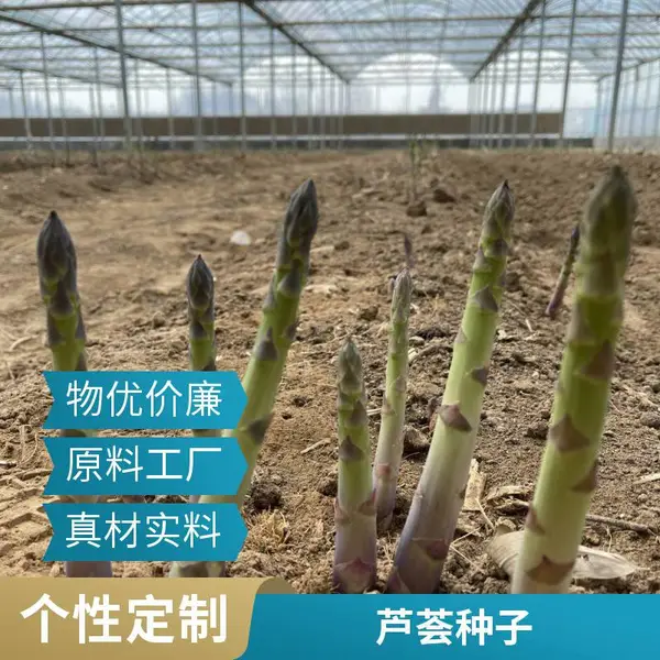 鑫航育 6 号芦笋种子 北京房山批发 无性系杂交一代粗细均匀京西南芦笋种