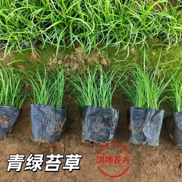 苔草 青绿苔草 高30—40厘米 多年生 园林地被绿化固土护坡工程草