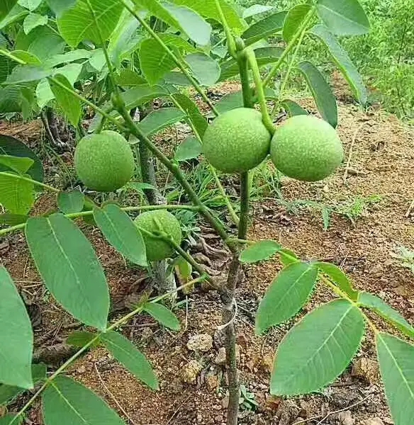 云南核桃品种/云新14号核桃/核桃几年挂果/优质核桃品种/一亩核桃产量多少/产地