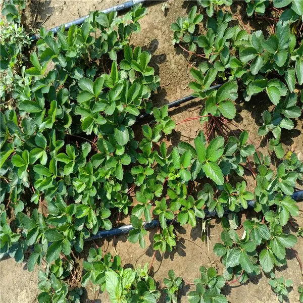 黑龙江草莓苗种植基地 牛奶草莓苗 怎么种草莓苗
