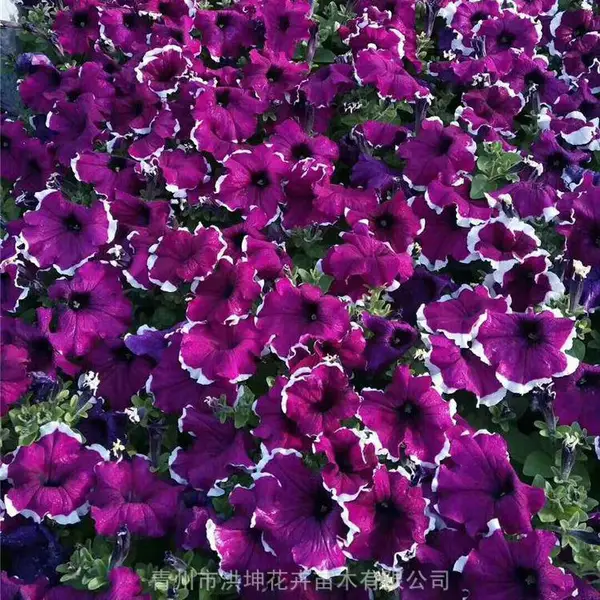 矮牵牛 基地大量供应矮牵牛小苗 杯苗 花色丰富 花镜花境花海观赏