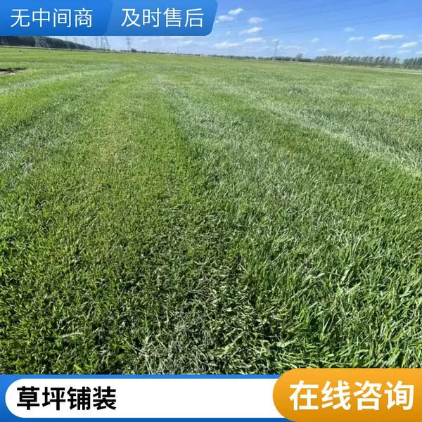 昌平别墅私家花园绿化基地别墅花园设计铺装混播草坪庭院草坪铺装