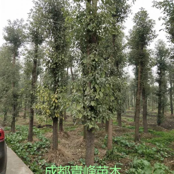 四川香樟种植基地成都香樟大量出售