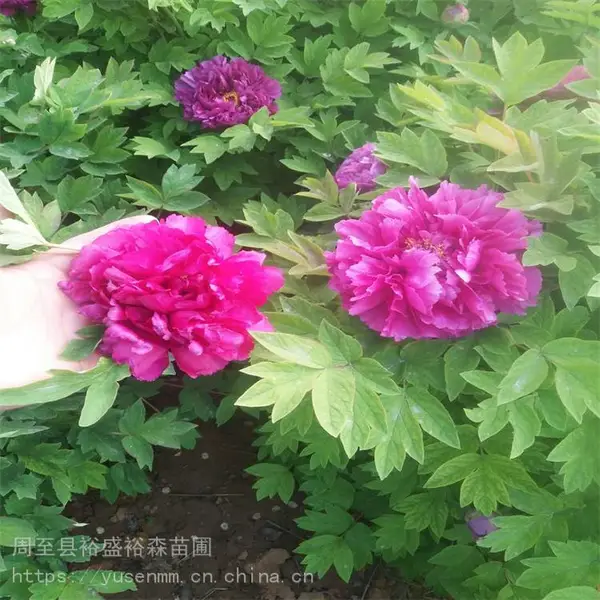 营养钵牡丹苗 道路风景树苗木观赏性多瓣牡丹 洛阳花卉苗木