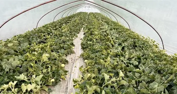 黑龙江地膜 山东守正塑业供应