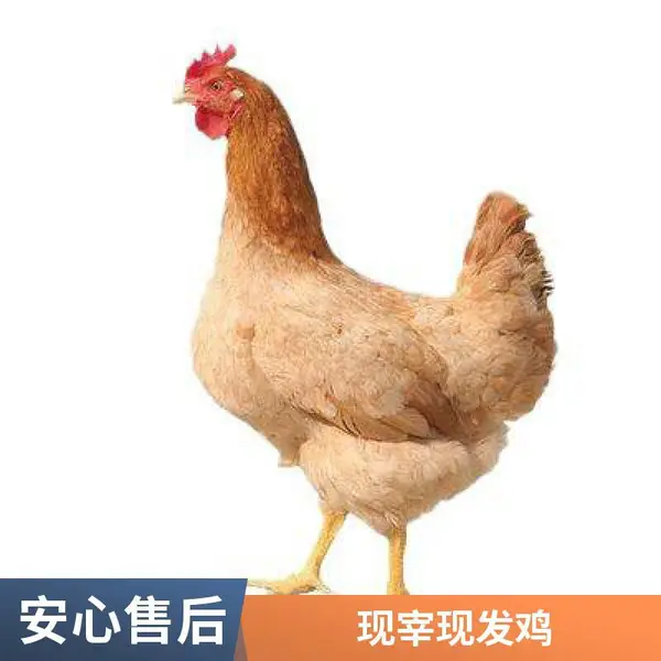 一手三鸟 高能量、高蛋白质 风味独特 三黄鸡批发