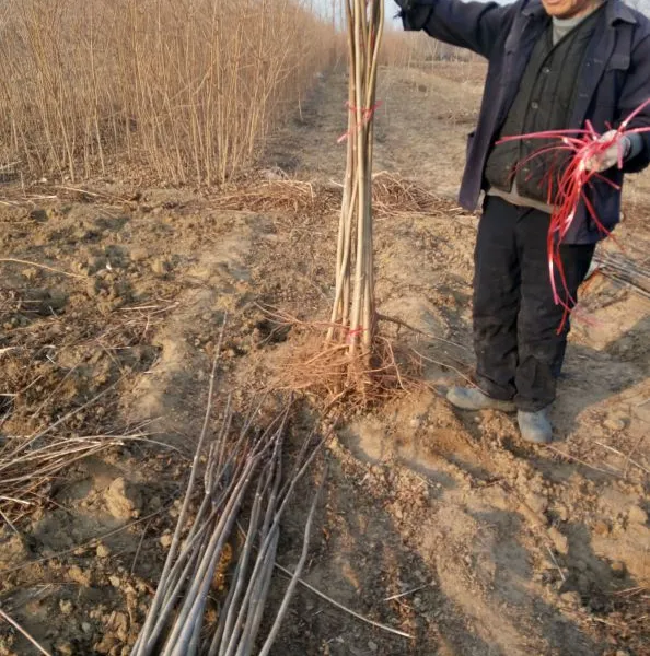 安徽 湖北大棚红油香椿树苗 大棚草莓苗 大棚油桃树苗
