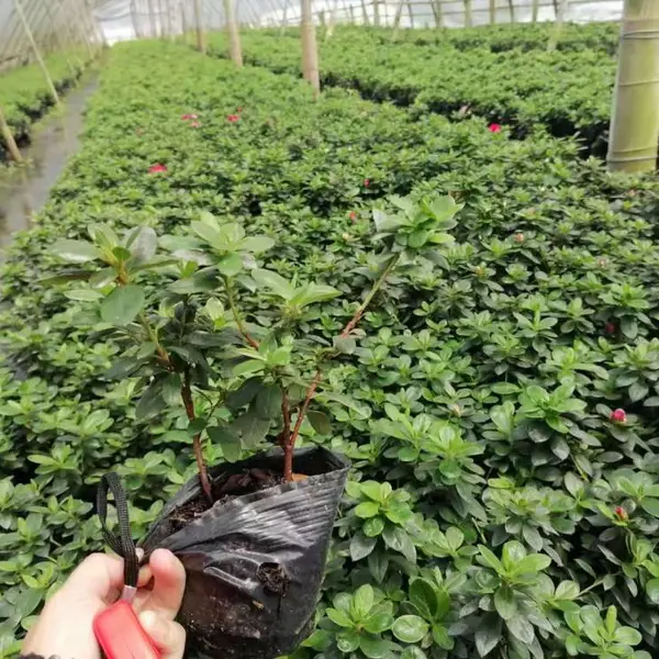 灌木四季常青的西洋鹃工程绿化苗各种规格都有售