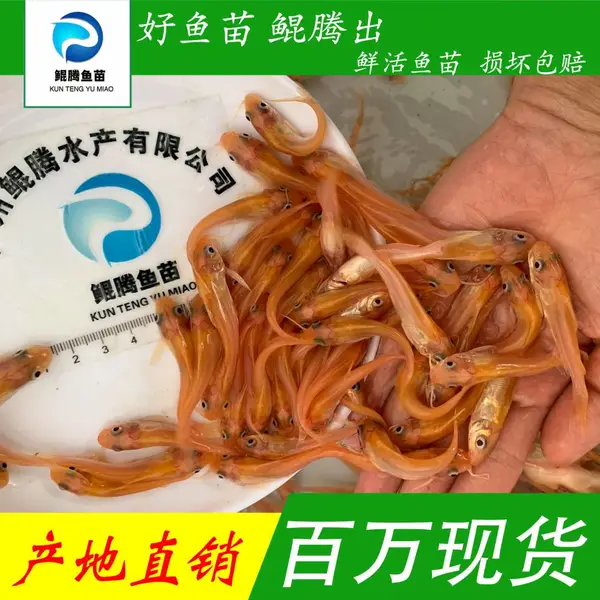 红叉尾鮰鱼苗 鲜活水产 鲲腾水产 人工养殖 全国配送