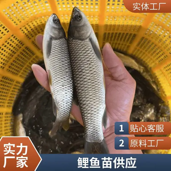 山东菏泽本地草鱼苗鲤鱼鱼苗养殖场直销 3-5公分小草鱼苗 2-3两鲤鱼