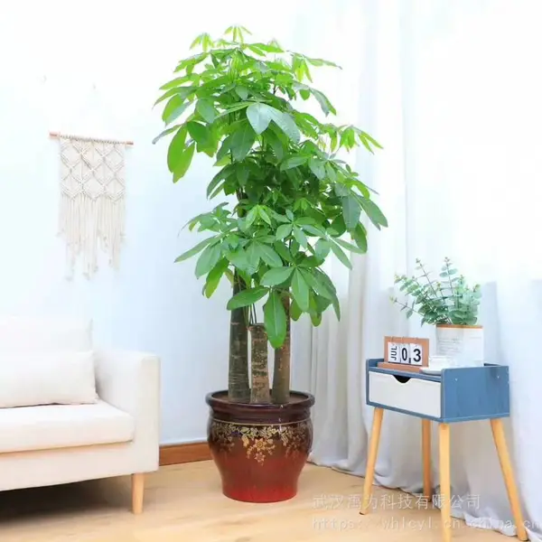 发财树/武汉同城室内大型植物/开业乔迁送礼绿植/绿丛园林