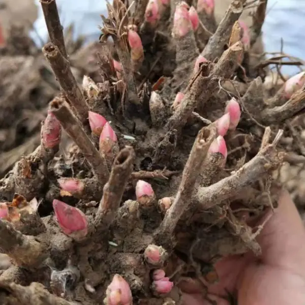 无病虫害白芍种芽
