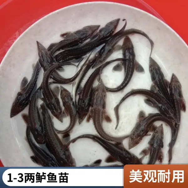 山西大同朔州鲈鱼苗鲟鱼鱼苗养殖场 鲈鱼苗10cm 鲟鱼苗可暂养