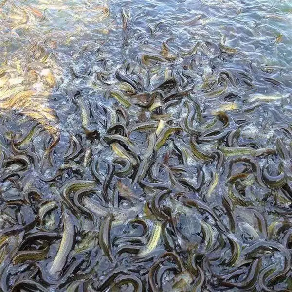 广西玉林杂交泥鳅苗基地 云丰泥鳅苗供应 本地泥鳅苗 鱼鳅苗