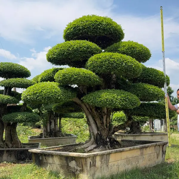 郑班长供应对节白蜡 造型景观树 耐寒植物 实时报价
