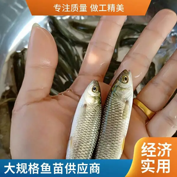 山东泰安本地草鱼苗鲤鱼鱼苗养殖场规格齐全水库放养自产自销