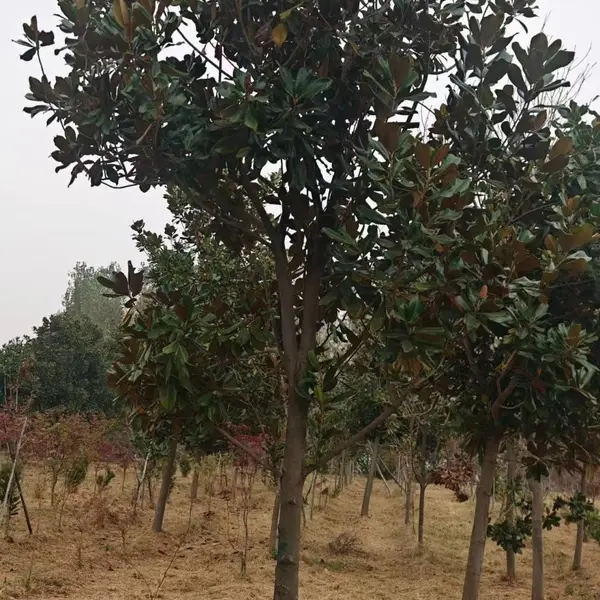 山东聊城阳谷县白玉兰生产基地批发出售,5公分红玉兰树苗厂家上车价格,玉兰产地供应商报价