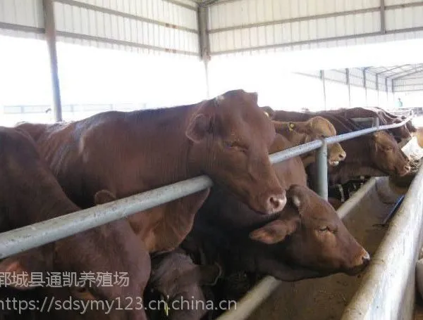 西门塔尔牛 牛养殖种苗 鲁西黄牛 肉牛 买哪里的牛犊便宜 包邮