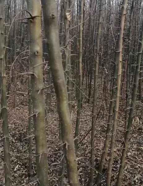 皂角苗哪里有卖?山西/贵州/云南/河北/河南地区皂角苗供应商