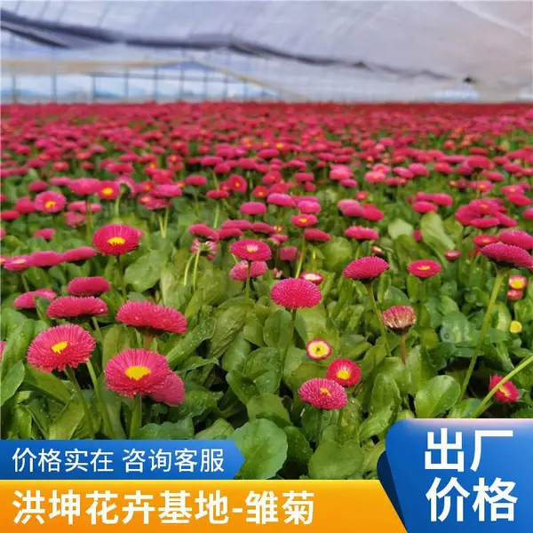 雏菊 时令花卉 开花花卉批发 春季栽植工程花卉 花园景区绿化花卉