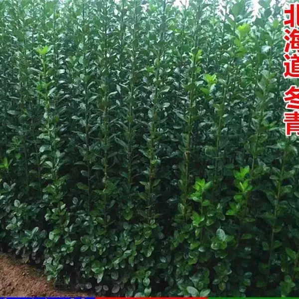 直立黄杨 直立冬青苗 庭院篱笆绿篱墙 大叶黄杨树苗法国冬青绿化苗