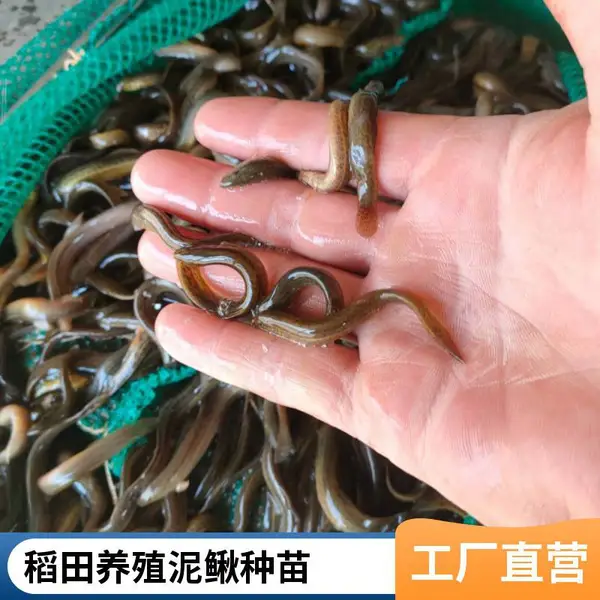 青岛本地泥鳅苗鱼苗养殖场 供应泥鳅寸苗水花苗 提供鱼塘藕塘管护方案
