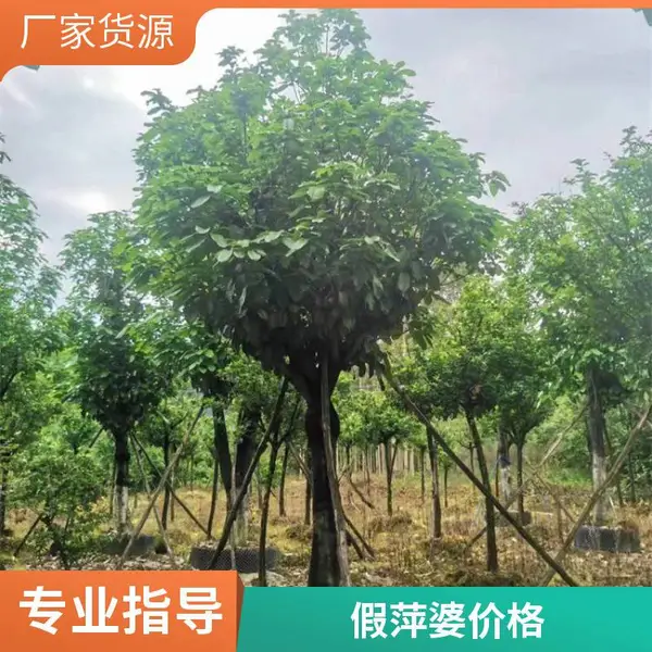 �����ȫ��Ƽ�Ź㶫�����м۸���˳ɻ�***���ز��ؼ۸�����Ƽ��