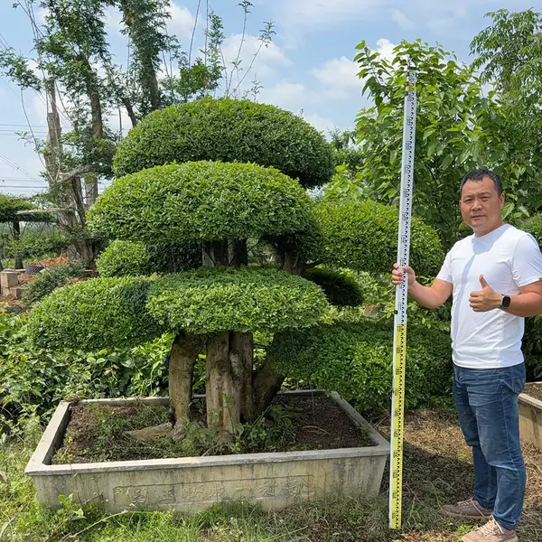 精品造型对节白蜡 耐寒景观树 基地直发报价合理