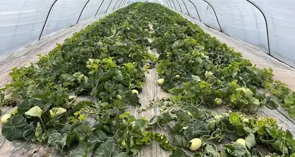 吉林农用PO膜价格 山东省守正塑业供应