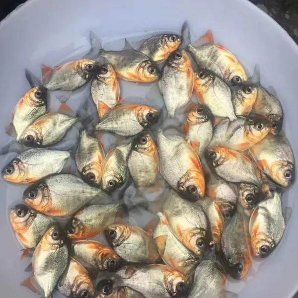 ��Ӧ�����㶫ʡ��ˮ��������3-9CM