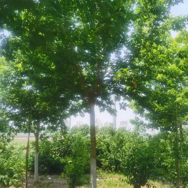9-13公分金叶 红叶 花瓣复叶槭 工程园林街道植被多年生枝条形态美观