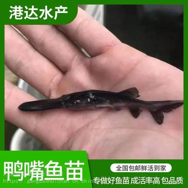 鸭嘴鱼苗供应 港达水产出售高成活淡水鸭鱼苗