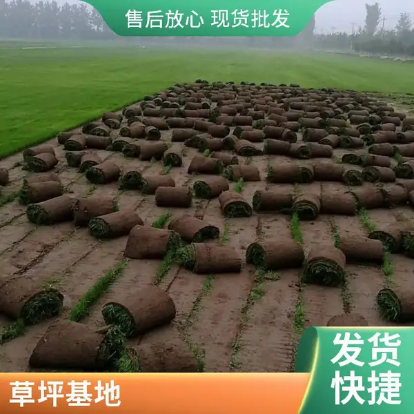 海淀庭院草坪铺装园林景观设计施工户外屋顶花园设计草坪基地