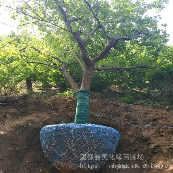 美化缘 盆栽梅花苗供应 杏梅树苗绿化苗木 成活***