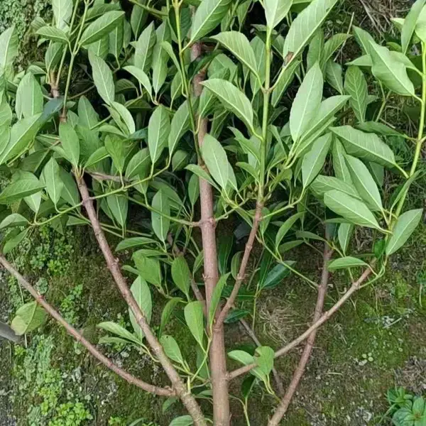 法国冬青批发出售,冬青种植基地,法国冬青价格