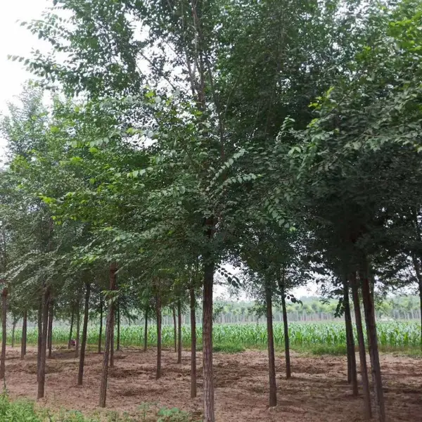 陕西榆林二乔苗木榆树苗批发基地上车价格,4公分榆树苗厂家批发,榆树小苗产地报价
